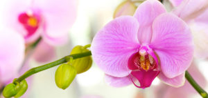 Dottoressa Nicolina Capuano psicologa psicoterapeuta sessuologa terapeuta EMDR Pesc